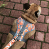 Dog Harness Foxy Lady, Always Feeling Cool, Super Soft Psiakrew