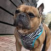 Dog Harness Zebra, Animal print, Always Feeling Cool, Super Soft Psiakrew 