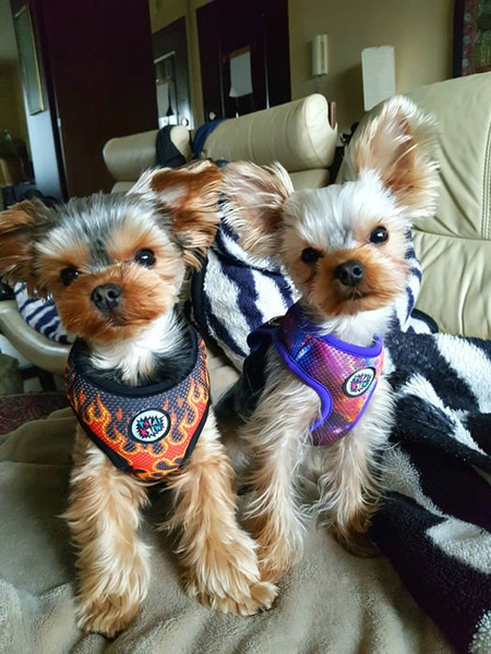 Dog Harness, Always Feeling Cool, Super Soft Psiakrew Dog On Fire