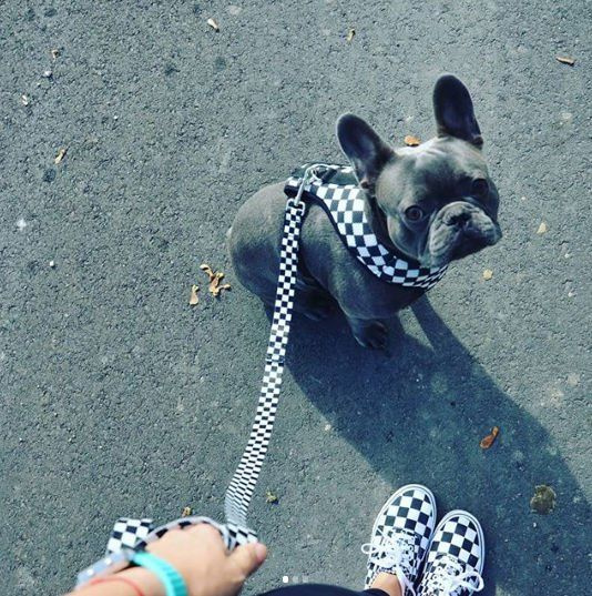 Dog Harness, Always Feeling Cool, Super Soft Psiakrew Checker