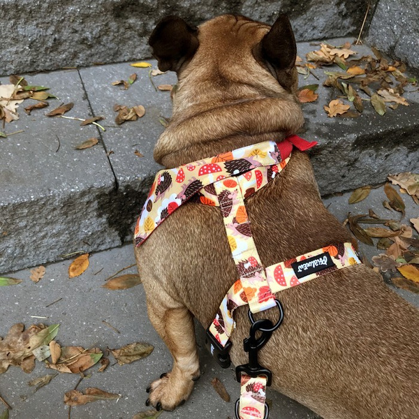 Hundegeschirr - Träumer Igel - Wachgeschirr, für mittlere und große Hunde, schwarze Beschläge