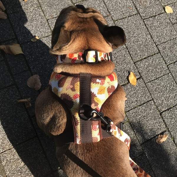 Hundegeschirr- Träumer Igel- druckfrei Komfortabel Ultraweiches Psiakrew