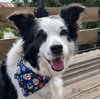 Dog Bandana Día de los Muertos handkerchief style to tie around your pet’s neck