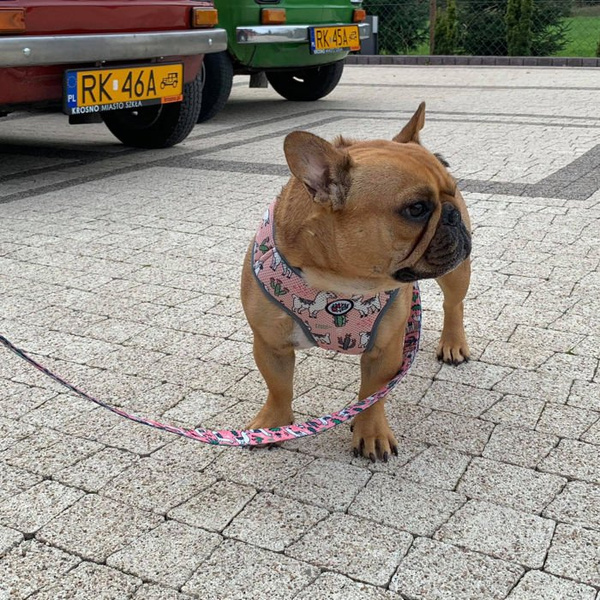 Dog Harness, Always Feeling Cool, Super Soft Psiakrew Lama