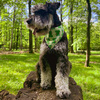 Dog Bandana Green Frogs Psiakrew handkerchief style to tie around your pet’s neck