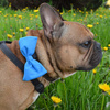 Dog Bow Tie Azure, Pet Bow Tie, Bowtie, Collar Attachment