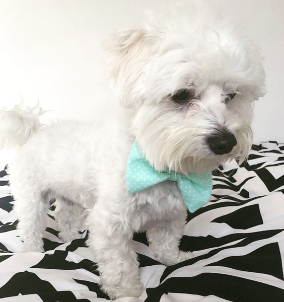 Mint and white polka dot Dog Bow Tie Tito, Pet Bow Tie, Bowtie, Collar Attachment