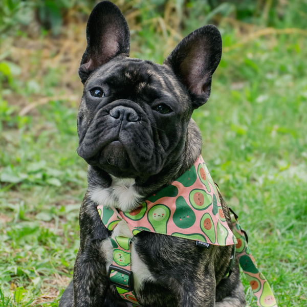 ZUBEHÖRSATZ. Mittlerer Hund. Psiakrew Guacamole Time Serie; Halsband, Geschirr, Leine, Bandana