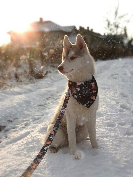 Premium Dog Bandana Deer Calls, handkerchief style to tie around your pet’s neck