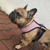 Dog Harness Dotty Dots, Always Feeling Cool, Super Soft Psiakrew 