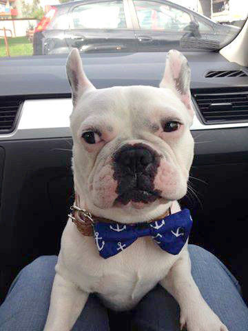 Dog Bow Tie Marinero Psiakrew Pet Bow Tie, Bowtie, Collar Attachment