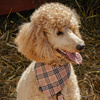 Premium Dog Bandana Dogberry, cotton handkerchief style to tie around your pet’s neck