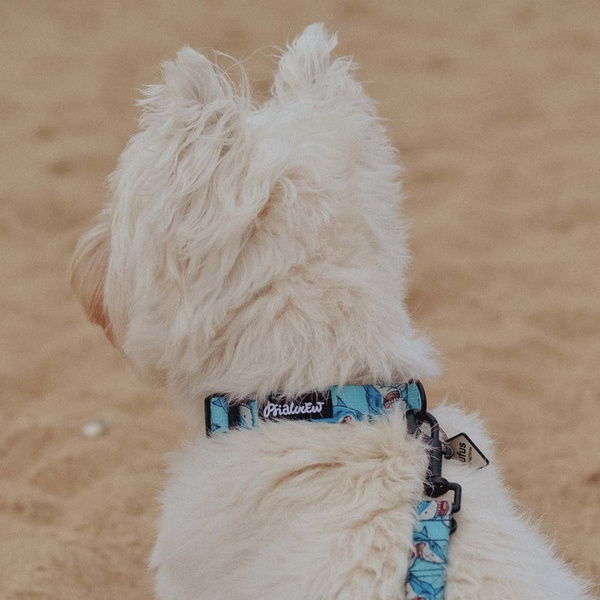 Dog Collar Psiakrew Shark, 2 cm 0.78"  wide, for small dogs, black extras