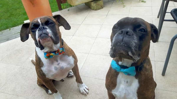 Blue and grey stars Dog Bow Tie Zoja, Pet Bow Tie, Bowtie, Collar Attachment