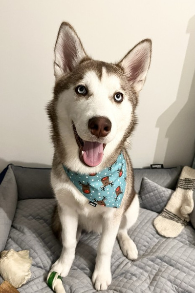 Premium Dog Bandana Rudolf Reindeer handkerchief style to tie around your pet’s neck