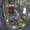 Dog Harness, Always Feeling Cool, Super Soft Psiakrew Tropical Monstera