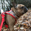 Dog Harness Dogberry, Always Feeling Cool, Super Soft Psiakrew