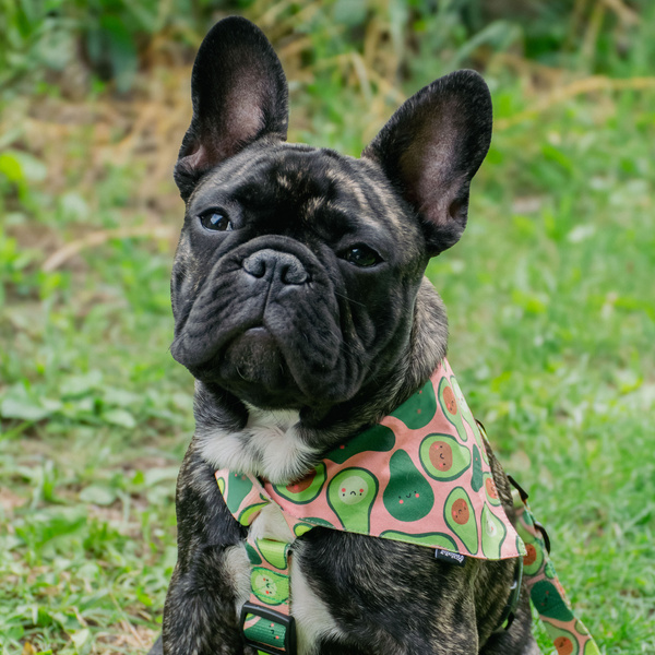 ZUBEHÖRSATZ. Großer Hund. Guacamole Time Psiakrew Serie; Halsband, Geschirr, Leine, Bandana