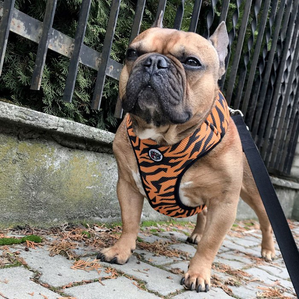 Dog Harness Tiger, Animal print, Always Feeling Cool, Super Soft Psiakrew
