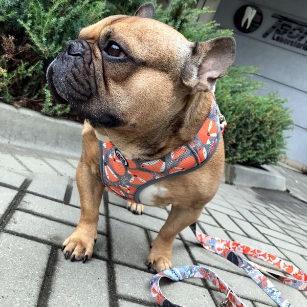 Dog Harness Foxy Lady, Always Feeling Cool, Super Soft Psiakrew