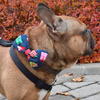 Dog Bow Tie, gift for dog, Pet Bow Tie, Bowtie, Collar Attachment, model Gift