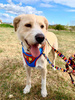 Dog Harness Super Dog, colorful print, Always Feeling Cool, Super Soft Psiakrew
