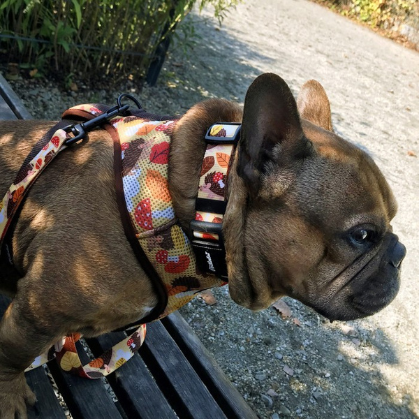 Dog Harness Hedgehog Dreamer, Always Feeling Cool, Super Soft Psiakrew