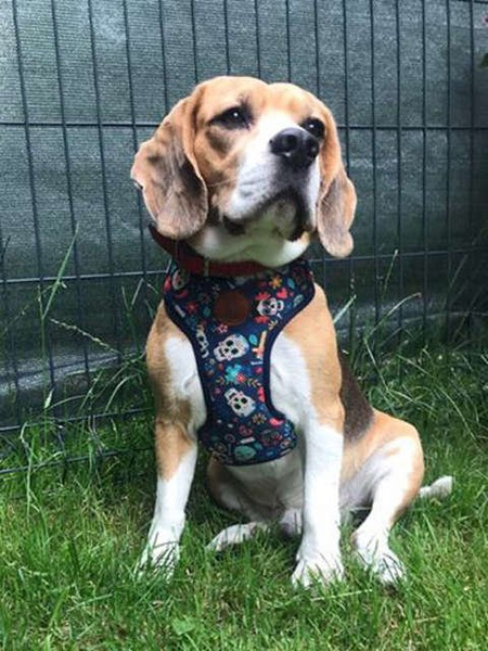 Dog Harness Día de los Muertos, Always Feeling Cool, Super Soft Psiakrew