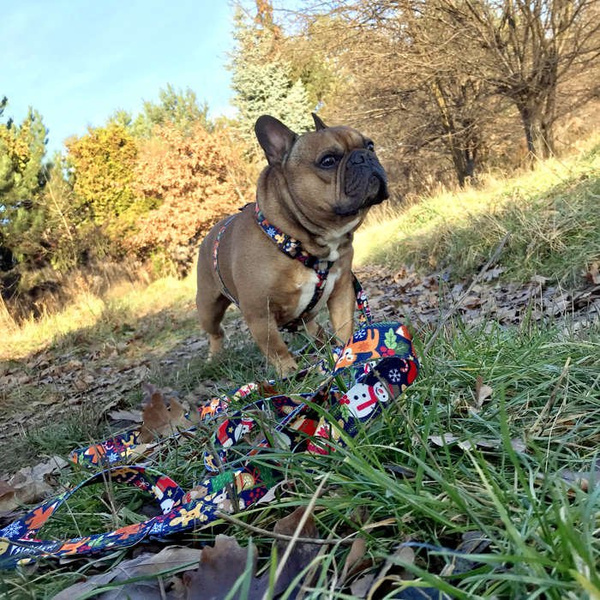 Harness for Dog, Model Winter is coming Guard Harness Small Harness for small dogs, puppies, black extras