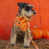 Halloween Hundehalstuch Trick or Treat Psiakrew, Taschentuch zum Binden um den Hals Ihres Haustieres