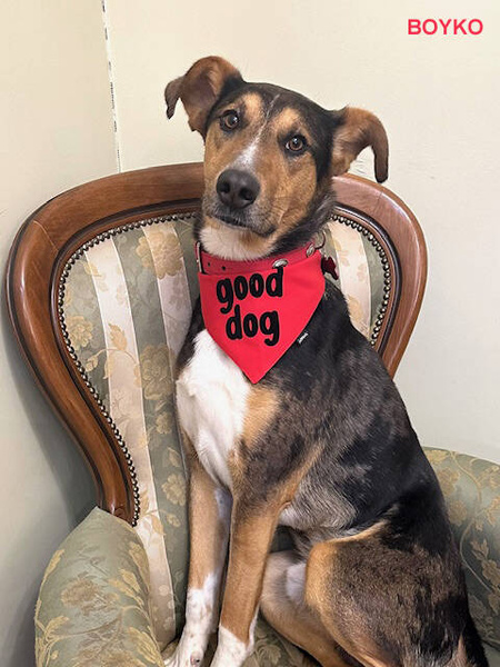 GOOD DOG Hundehalstuch Psiakrew