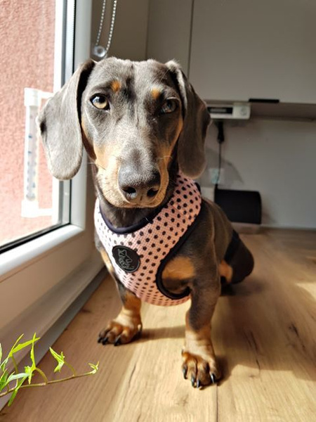 Dog Harness Dotty Dots, Always Feeling Cool, Super Soft Psiakrew