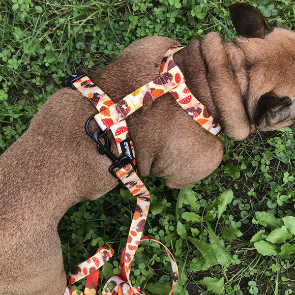 Hundegeschirr - Träumer Igel - Wachgeschirr, für mittlere und große Hunde, schwarze Beschläge