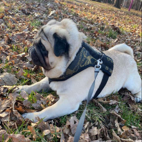 Dog Harness Donatella, Always Feeling Cool, Super Soft Psiakrew