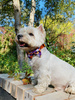 Halloween Dog Bow Tie Cat Pet, Terrible Pumpkin, Psiakrew
