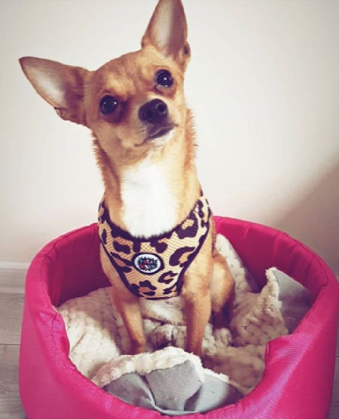 Dog Harness, Tarzan panthera pattern, Always Feeling Cool, Super Soft Psiakrew