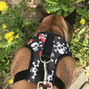 Dog Harness, Always Feeling Cool, Super Soft Psiakrew Pirates