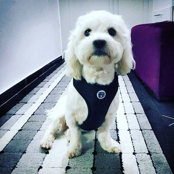 Dog Harness, Always Feeling Cool, Super Soft Psiakrew Black Mamba