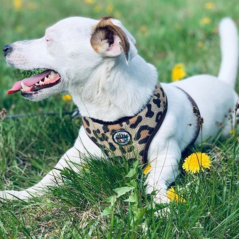 Dog Harness, Tarzan panthera pattern, Always Feeling Cool, Super Soft Psiakrew