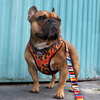 Dog Harness, Always Feeling Cool, Super Soft Psiakrew Dog On Fire 