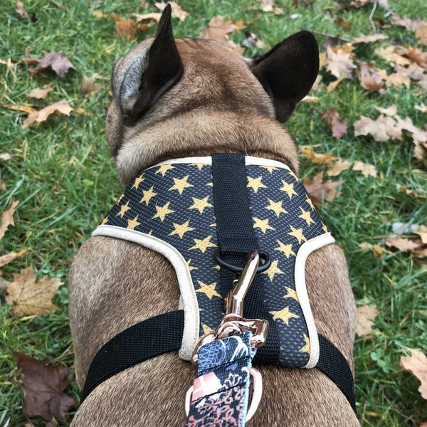 Dog Harness Gold Stars Always Feeling Cool, Super Soft Psiakrew