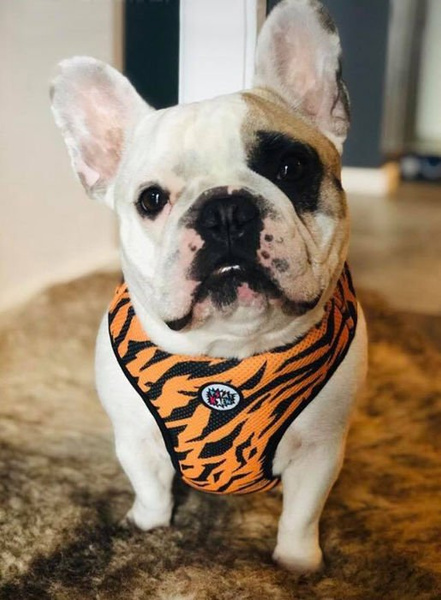 Dog Harness Tiger, Animal print, Always Feeling Cool, Super Soft Psiakrew