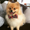 Christmas Bow Tie for Dog Cat Pet- Tartan