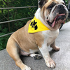 Dog Bandana Bat Dog handkerchief style to tie around your pet’s neck