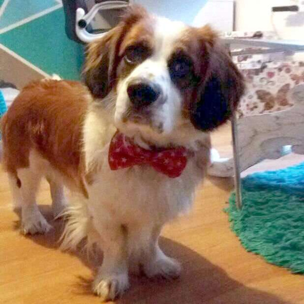 Christmas Dog Bow Tie Goldi, Pet Bow Tie, Bowtie, Collar Attachment