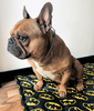 Waterproof Mat for the dog, puppy, cat, Batdog, Psiakrew Design