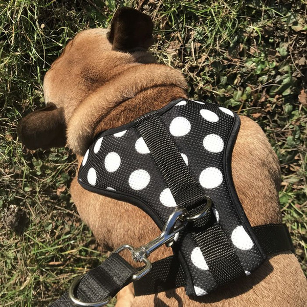 Dog Harness, Always Feeling Cool, Super Soft Psiakrew Spots