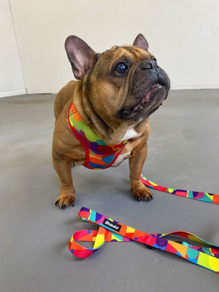 Kaleidoskop Psiakrew Hundegeschirr, druckfreier, bequemer, ultraweicher