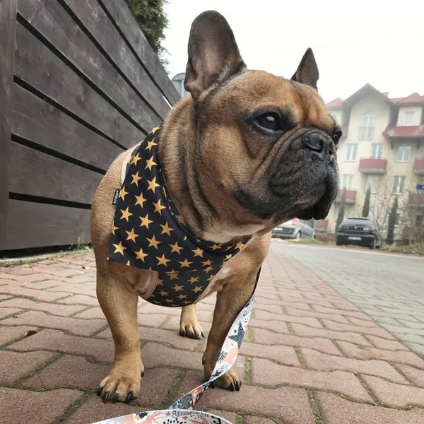 Christmas Black Dog Bandana Stars handkerchief style to tie around your pet’s neck