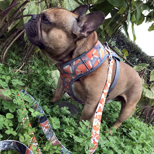 Dog Harness Foxy Lady, Always Feeling Cool, Super Soft Psiakrew